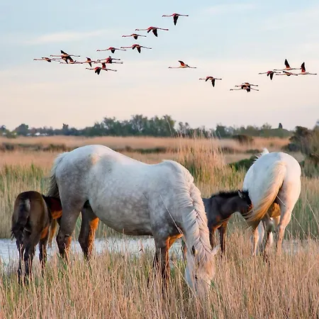 L'eden De Camargue- Et Nature Villa Candillargues