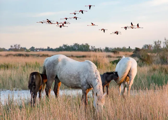 L'eden De Camargue- Et Nature Вилла Candillargues